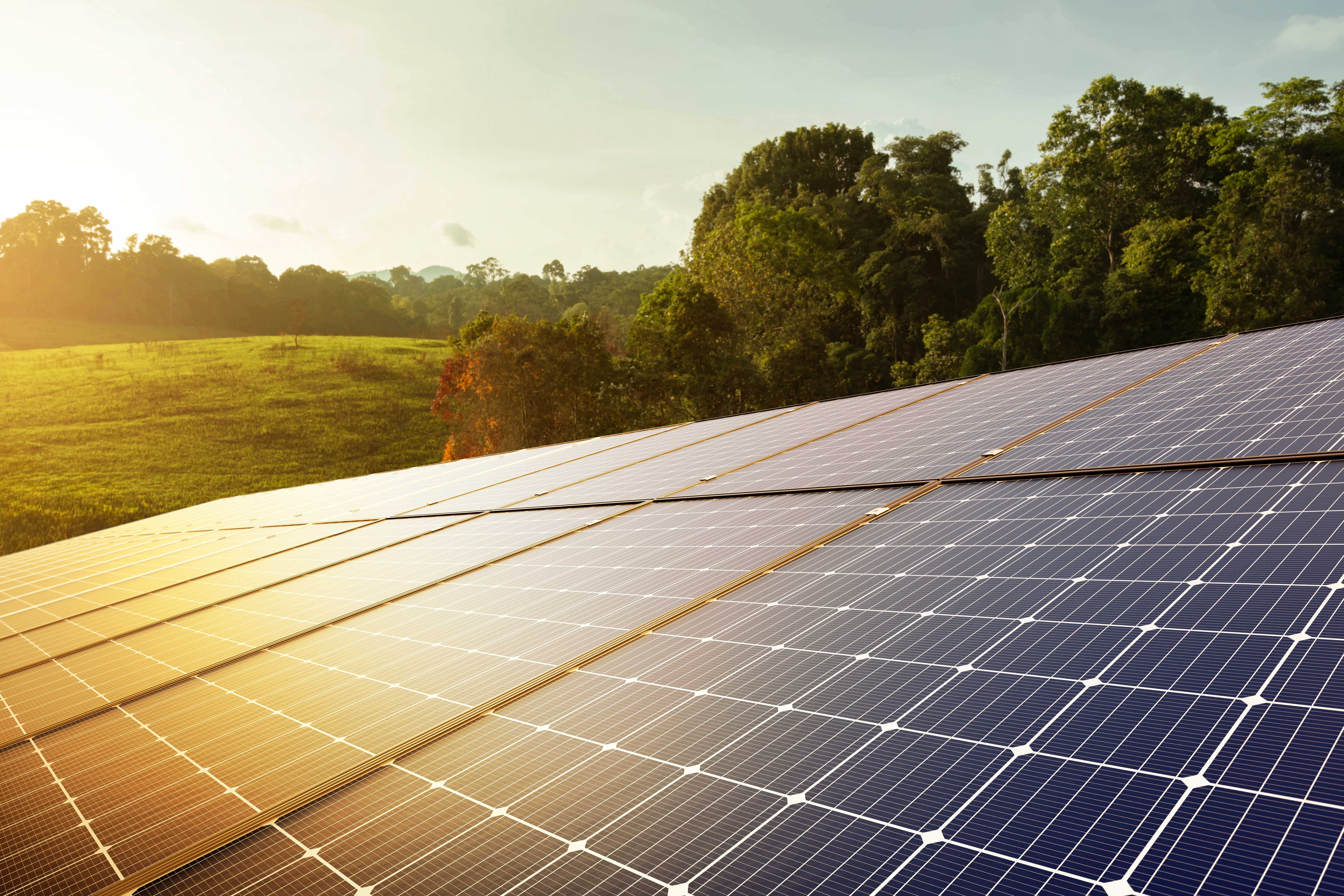 Large array of solar panels in a sunny open field with trees in the background.