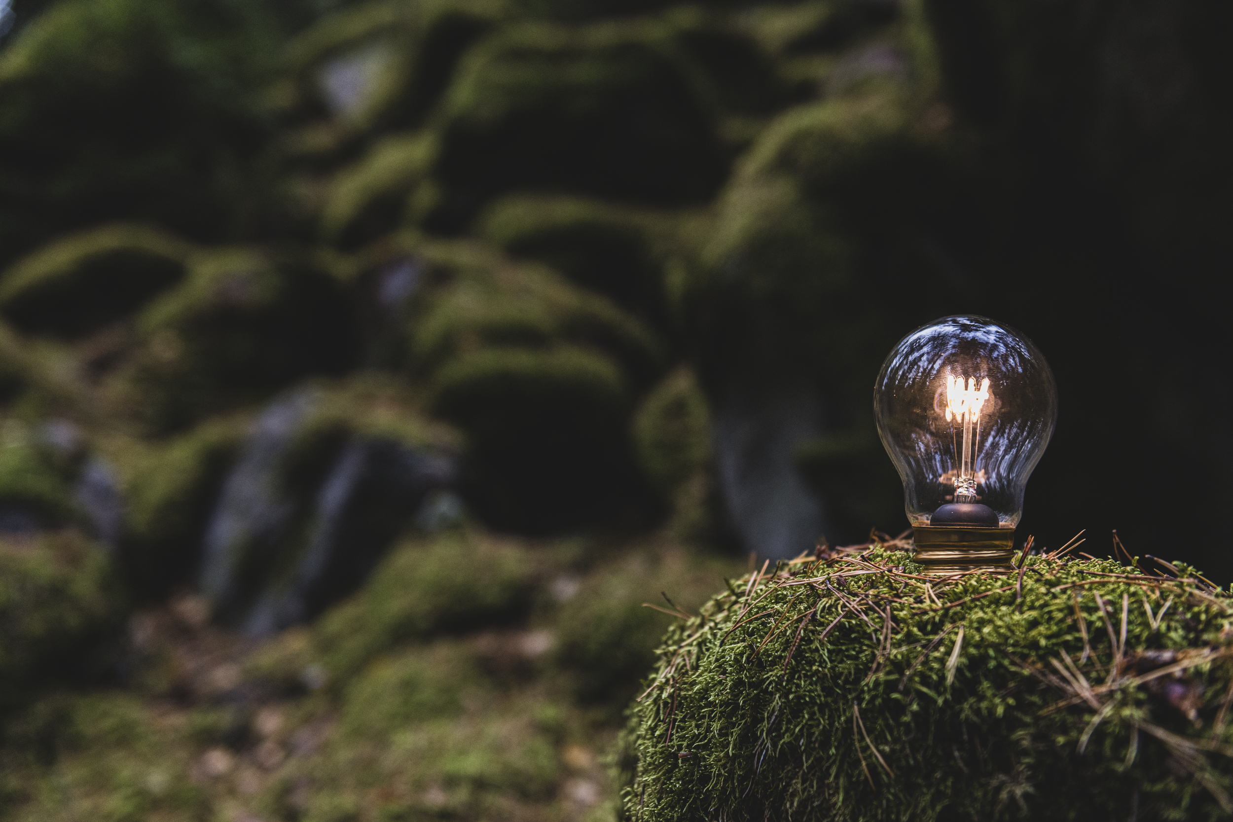 Lit light bulb on a moss-covered rock in a forest setting.